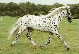 Apaloosa-1.jpg