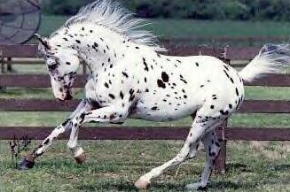 apaloosa.jpg